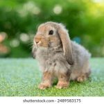 休闲娱乐新趋势:如何在繁忙生活中找到乐趣 bczwzzvcrl