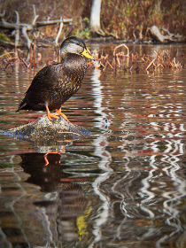 36期开奖结果最新公布,快来看看你中奖了吗? 36期开奖结果最新公布,快来看看你中奖了吗?
